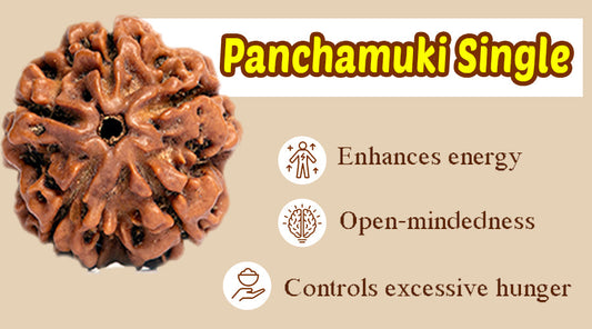 Panchamukhi Rudraksha: Significance, Benefits, and Spiritual Power