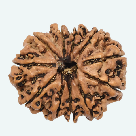 11 Face Rudraksha