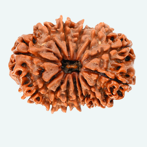 13 Face Rudraksha