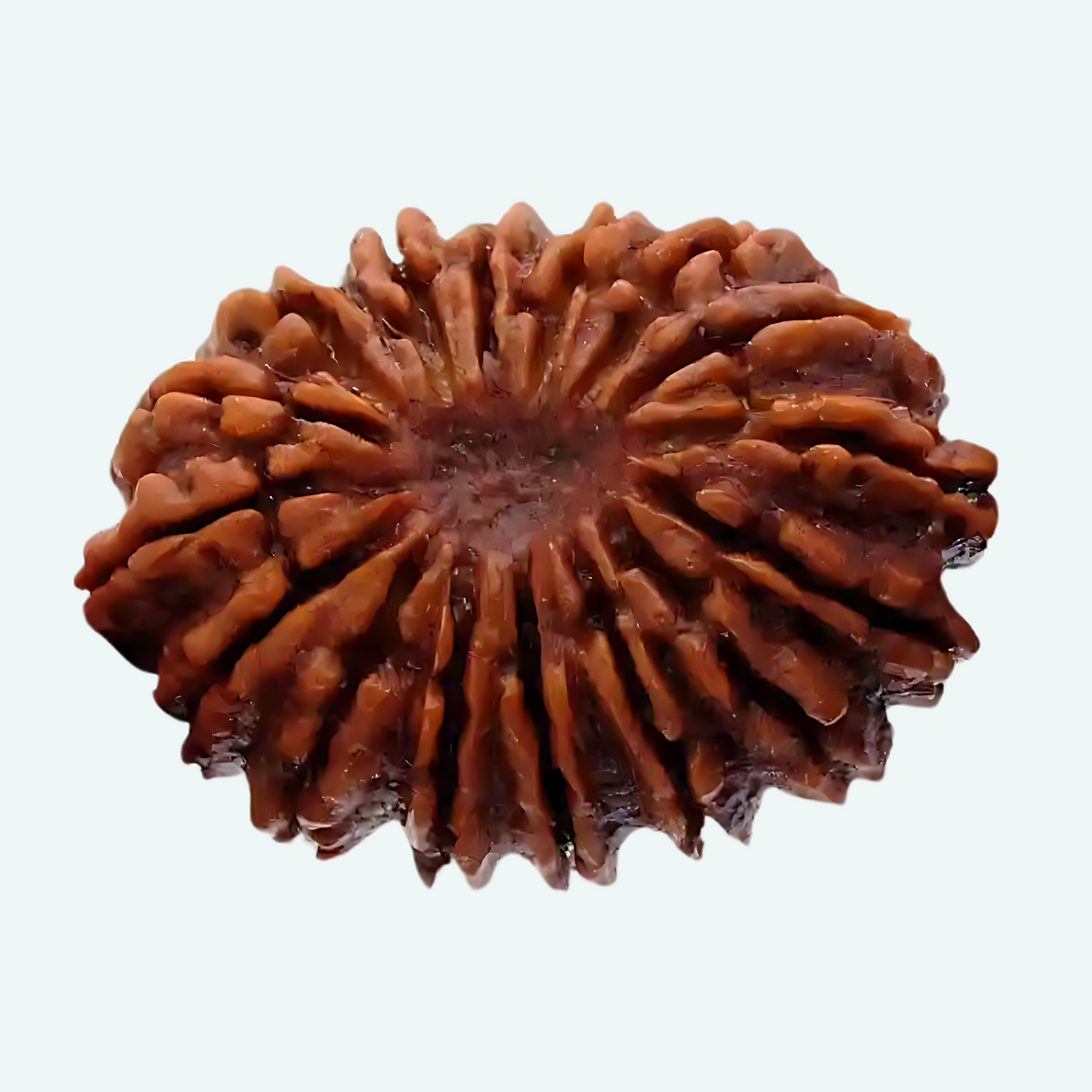 16 Face Rudraksha