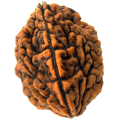 2 Face Rudraksha